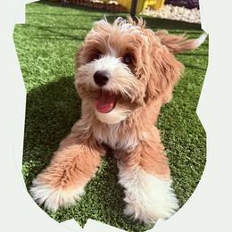 Mumford - Bernedoodle