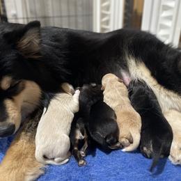 Finnish Lapphund Puppies from Moonshot Finnish Lapphunds