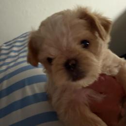 Girl 1 - Belge female Brussels Griffon puppy in Ogden, Utah from Shelly's Brussels Griffons