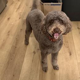 Nova - Goldendoodle