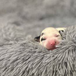 Boy 3 - Australian Cattle Dog puppy from Intermountain Australian Cattle Dogs