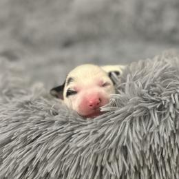 Boy 3 - Australian Cattle Dog puppy from Intermountain Australian Cattle Dogs