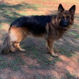 Maverick - German Shepherd