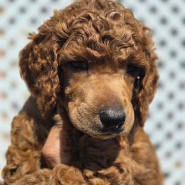Red - Red  male Poodle puppy in El Paso, Texas from Paws Of Beauty