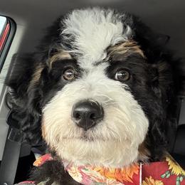 Bernedoodles from Full Hands Farm