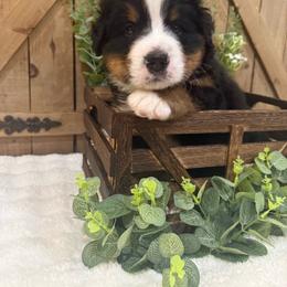 Finch - Tri-color male Bernese Mountain Dog puppy in Redlands, California from Country Feels Ranch