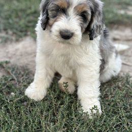Bernedoodle Puppies from Salty Point Doodles