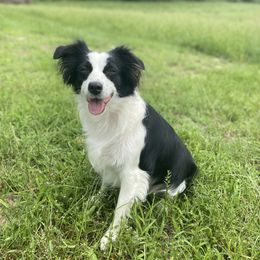 Jonnie - Miniature Australian Shepherd