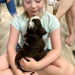 Aussiedoodle Puppies from Ever After Mini Doodles