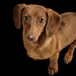 Brie - Dachshund