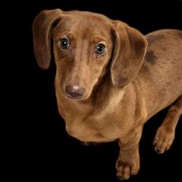 Brie - Dachshund
