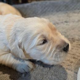 TEDDY - White - Golden female Golden Retriever puppy in Lucasville, Ohio from Halo Kennels
