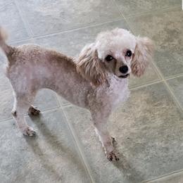 Fiona - Poodle