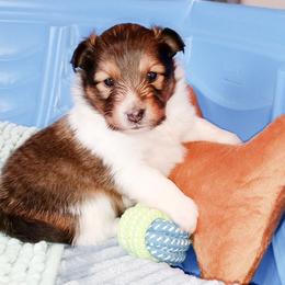 Shetland Sheepdog Puppies from Fancypants Shetland Sheepdogs