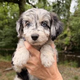 Aussiedoodle, Bordoodle, Goldendoodle, and Poodle Puppies from Korbella Farm
