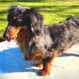 Bryar - Dachshund
