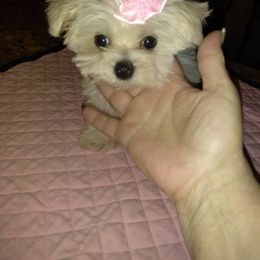 Maltese Puppies from Franny's Maltese Puppies