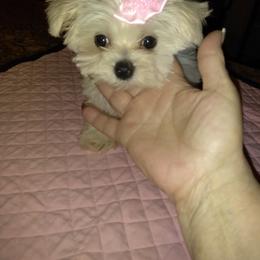 Maltese Puppies from Franny's Maltese Puppies