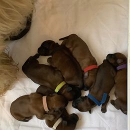 Soft Coated Wheaten Terrier Puppies from Burdigan Wheatens