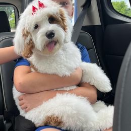 Cockapoo and Goldendoodle Puppies from Robbin's Treasures