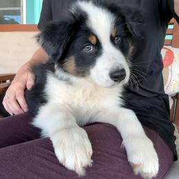 Jim Bean - Black tri-color male Australian Shepherd puppy in Camp Verde, Arizona from Bullet & Whiskey’s Pups