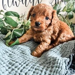 Sprout - Red male Cavapoo puppy in Marquand, Missouri from Perfectly Playful Doodles