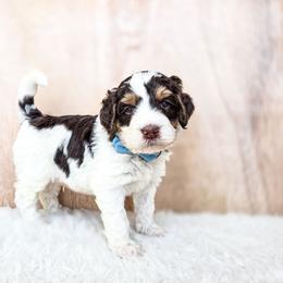 Gatsby - Brown and white male Bernedoodle puppy in Gaylord, Michigan from Dog Mom Co. Doodles