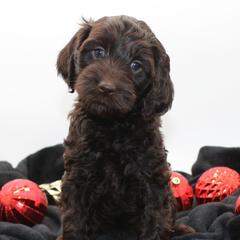 Sahara - Chocolate female Australian Cobberdog puppy in Bellingham, Minnesota from Whispering Prairie Australian Cobberdog
