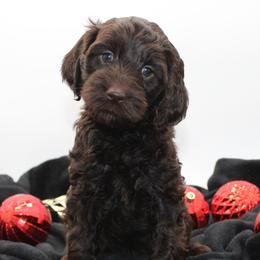 Sahara - Chocolate female Australian Cobberdog puppy in Bellingham, Minnesota from Whispering Prairie Australian Cobberdog