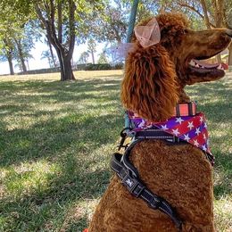 Poodles from Major League Poodles