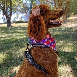 Poodles from Major League Poodles