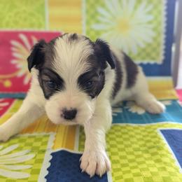 Boy 1 - White and sable male Papillon puppy in Joshua, Texas from Summertime Kennels