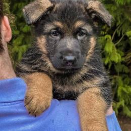 Green Arrow - Black and tan male German Shepherd puppy in Bonney Lake, Washington from German Shepherds Von Washington