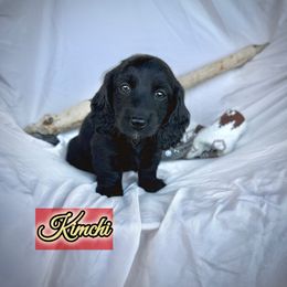 Kimchi - Black male Dachshund puppy in Meadville, Pennsylvania from Four Seasons Dachshunds