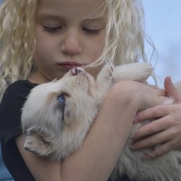 Australian Shepherd Puppies from 10-BAR-Y RANCH