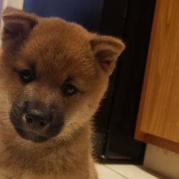 Haku - Red Shiba Inu puppy in Columbus, Ohio from Ka-Shira Shibas