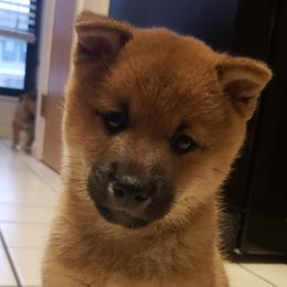 Haku - Red Shiba Inu puppy in Columbus, Ohio from Ka-Shira Shibas