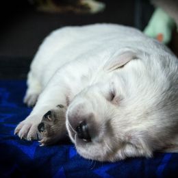 Mando - Labrador Retriever puppy in Whitehall, Montana from Heart of Montana Labradors