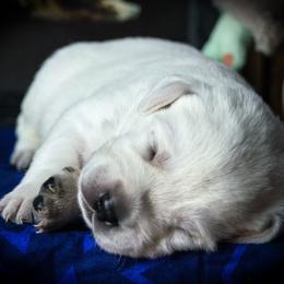 Mando - Labrador Retriever puppy in Whitehall, Montana from Heart of Montana Labradors