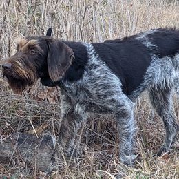 German Wirehaired Pointers and Wirehaired Vizslas from Buffalo Creek Kennel
