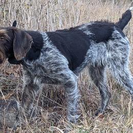 German Wirehaired Pointers and Wirehaired Vizslas from Buffalo Creek Kennel
