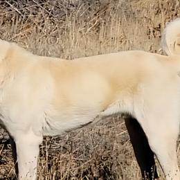 Renegade - Turkish Boz Shepherd