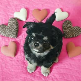 Indy - Black and tan female Chihuahua puppy in Mills River, North Carolina from Chosen Chihuahuas