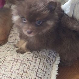 Grizzly - Chocolate and tan male Pomeranian puppy in El Centro, California from BabyBooPoms