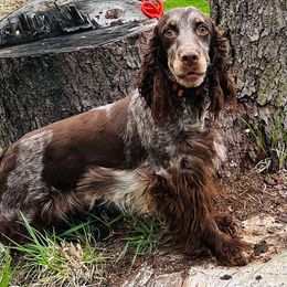 Poppy - English Springer Spaniel
