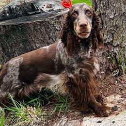 Poppy - English Springer Spaniel
