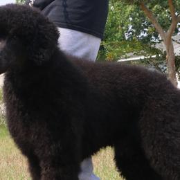 Dachshunds and Poodles from Divine Dachshunds & Divine Poodle Paradise Standard Poodles