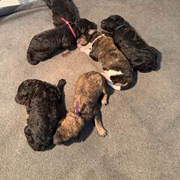 Red collar - Silver female Poodle puppy in Maryland from Hernwood Heelers & Poodles