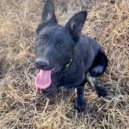 Reba - Black and red female German Shepherd puppy in Missoula, Montana from Spartan German Shepherds