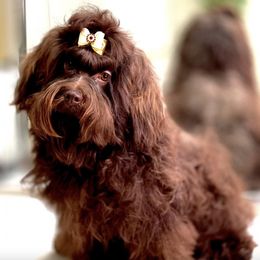 Chinese Cresteds and Russian Tsvetnaya Bolonkas from BiJou Kennels